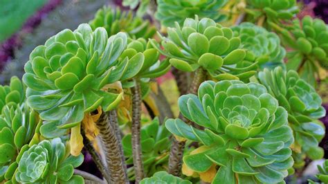 Aeonium arboreum