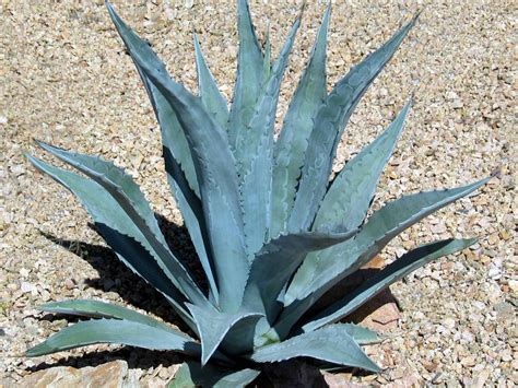 Agave americana