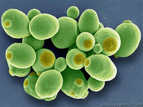 Champignons microscopiques de levure de bière