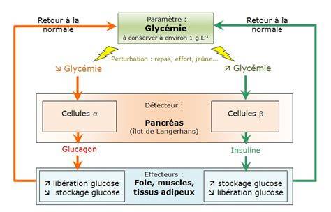 Schéma des hormones insuline et glucagon et leur effet sur la glycémie