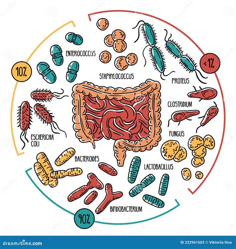 Illustration détaillée du microbiote intestinal humain