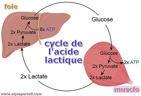 schéma acide lactique levain et aromes