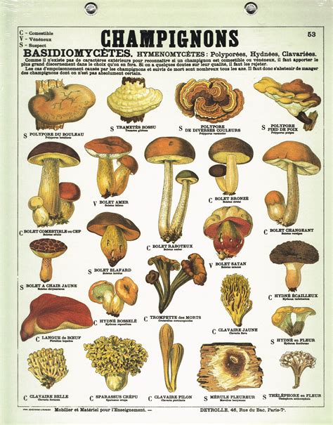 Carte des variétés de champignons et leurs saveurs