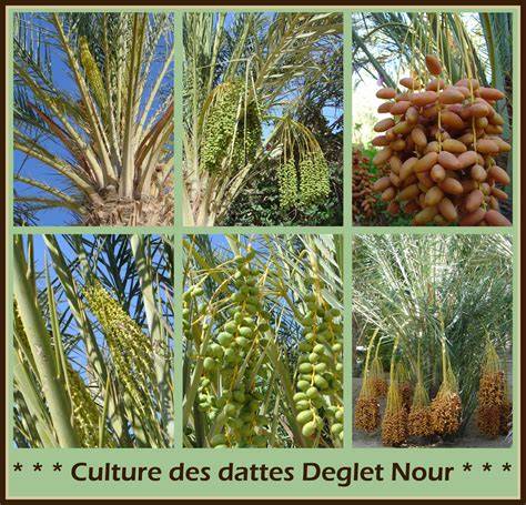 Carte des principales zones de culture des dattes et répartition des variétés