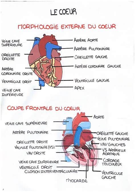 Infographie: schéma de la technique cœur coulant et étapes de préparation