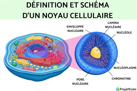 Schéma illustrant la structure 3-ply d'une poêle avec couches d'acier inoxydable et noyau en aluminium