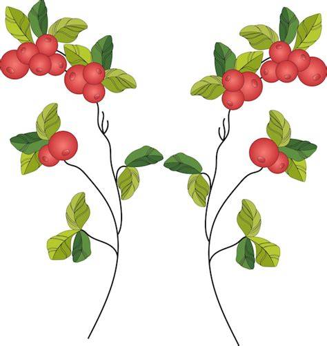 explication visuelle des trois baies Vaccinium