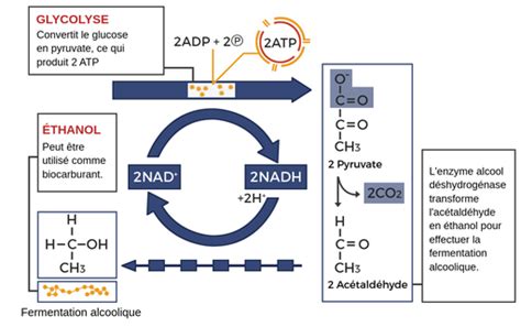 schéma des voies de fermentation alcoolique