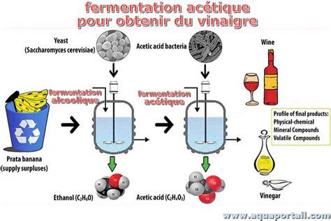 Diagramme des étapes de fermentation et influence de la température