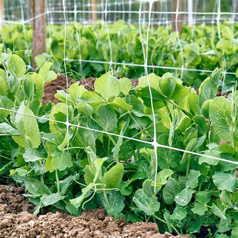 variétés de petits pois dans un potager