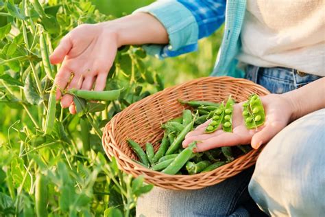 récolte de petits pois mûrs en potager