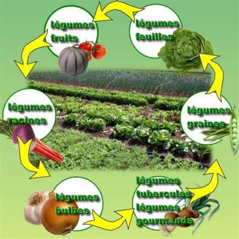 cycle de la rotation des cultures en potager