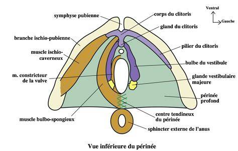 schéma anatomique zone vulvaire et plis