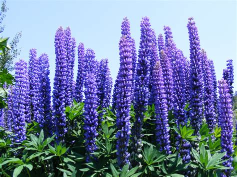 Plantes de lupin