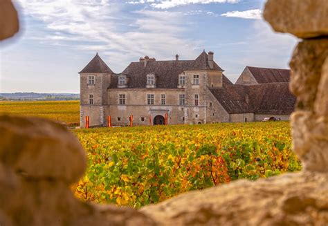 Vignoble de Bourgogne au printemps