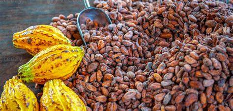 matières premières et terroirs autour du chocolat