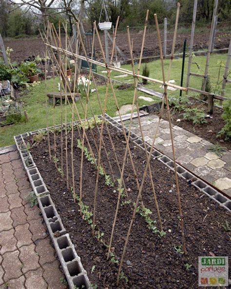 distance de plantation petits pois et rames