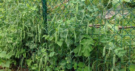 plan de distance plantation petits pois