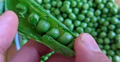 récolte petits pois en gousses