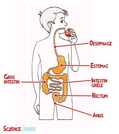 schéma digestion et fibres