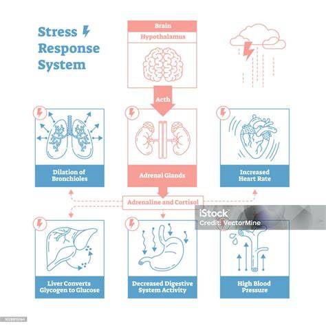 reflux et stress diagramme anatomique