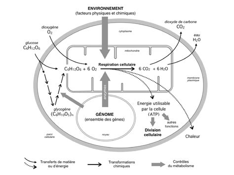schéma des voies métaboliques respiration et fermentation