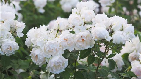 Crème Chantilly Meiradena: fleurs crème sur arbuste dense et feuillage vert foncé