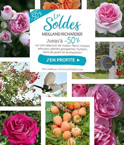 Sélection de rosiers Meilland et associations visuelles