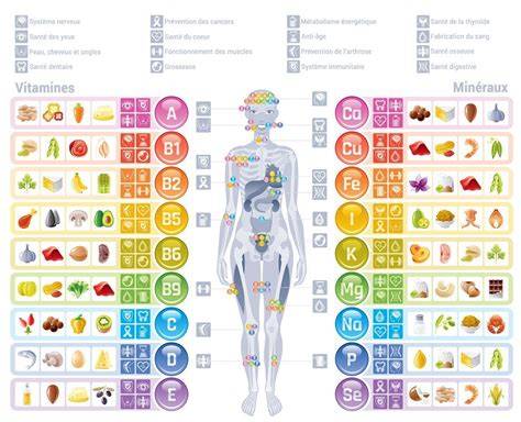 Infographie: schéma des rôles des compléments alimentaires dans l’organisme