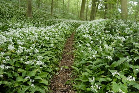 Champ d'ail des ours en forêt