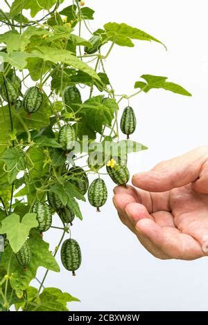 Plante de cucamelon avec des fruits miniatures