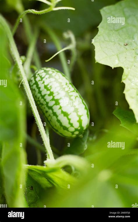 Gros plan sur un fruit de cucamelon