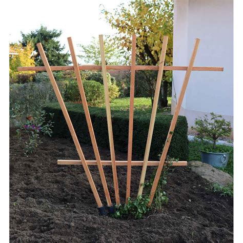 Schéma de culture d'une plante grimpante avec tuteur