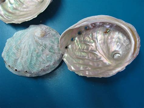 Structure interne d'un coquillage montrant la nacre