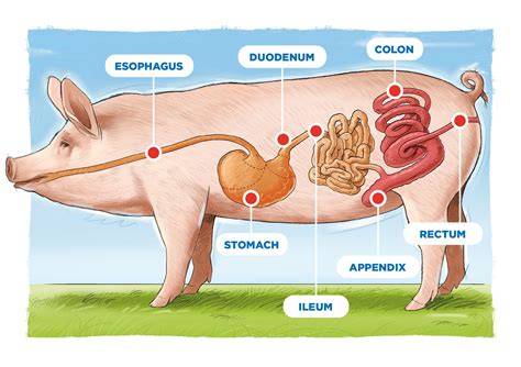 https://example.com/images/porc-longe-boursin.jpg