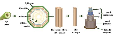 Schéma des directions de coupe et du sens des fibres