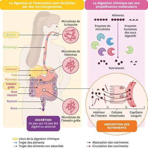 Schéma : parcours des aliments et zones d'absorption dans l'intestin