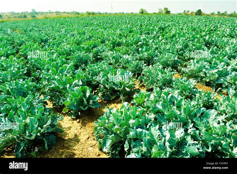 Champ de chou-fleur frais