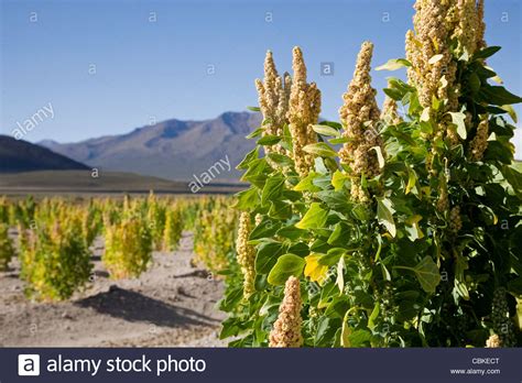 Plante de quinoa dans les Andes