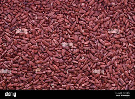 riz fermenté Monascus purpureus