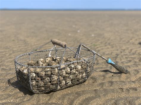 Pêche à pied de palourdes sur une plage
