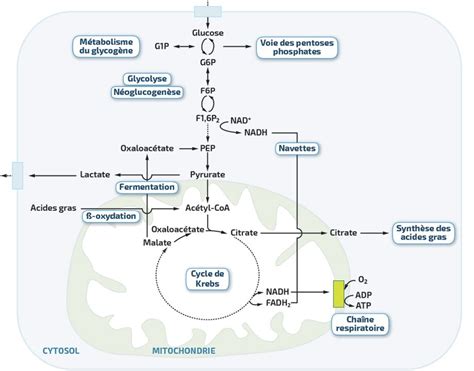 Schéma: schéma du métabolisme des polyamines (synthèse endogène, rétroconversion, sources exogènes, régulation par ODC et EP300).