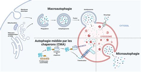 Infographie: liens entre polyamines, autophagie et régulation de la douleur NMDA.