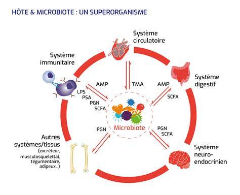 Carte conceptuelle: relation entre alimentation, microbiote, polyamines et autophagie.