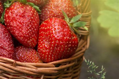 Fraises fraîches