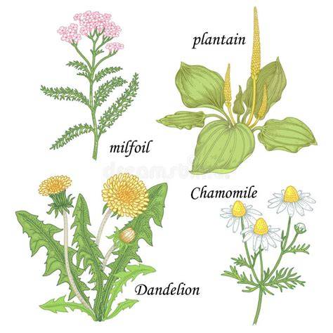 illustration plantes médicinales (plantain, grindelia, hélichryse)