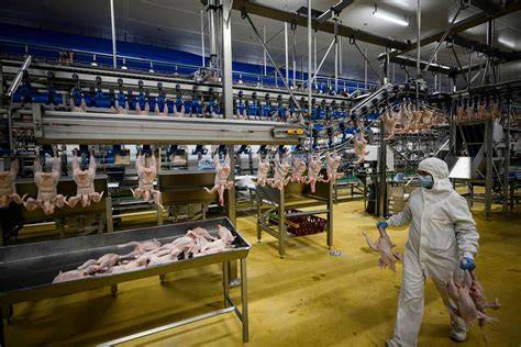 Schéma du processus industriel des abattoirs et la chaîne alimentaire