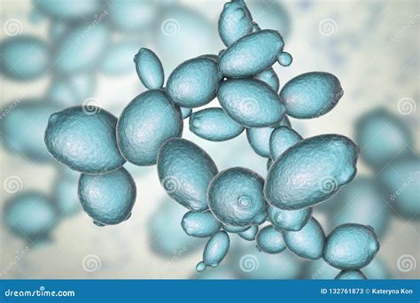 Champignon Saccharomyces cerevisiae au microscope