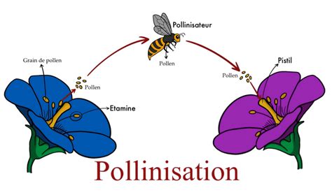 Infographie: cycle de vie des pollinisateurs et lien avec les fleurs comestibles