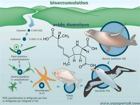 Infographie: Chaîne alimentaire marine et bioaccumulation des contaminants